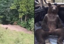 Durumu gayet iyi. Balı fazla kaçırıp fenalaşan Balkız, doğal ortamında böyle görüntülendi