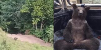 Durumu gayet iyi. Balı fazla kaçırıp fenalaşan Balkız, doğal ortamında böyle görüntülendi