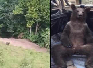 Durumu gayet iyi. Balı fazla kaçırıp fenalaşan Balkız, doğal ortamında böyle görüntülendi