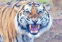 HİNDİSTAN’IN BİHAR EYALETİNDE 9 KİŞİYİ ÖLDÜRDÜĞÜ TESPİT EDİLEN KAPLAN, ÖLDÜRÜLDÜ.