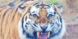 HİNDİSTAN’IN BİHAR EYALETİNDE 9 KİŞİYİ ÖLDÜRDÜĞÜ TESPİT EDİLEN KAPLAN, ÖLDÜRÜLDÜ.