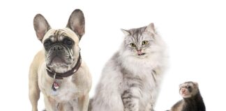 EVCİL KEDİ, KÖPEK, GELİNCİK: MİKROÇİP İÇİN SON TARİH 31 ARALIK… UYGULAMA NASIL OLACAK?