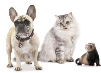 EVCİL KEDİ, KÖPEK, GELİNCİK: MİKROÇİP İÇİN SON TARİH 31 ARALIK… UYGULAMA NASIL OLACAK?