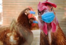 ABD: KUŞ GRİBİ VAKALARI TAVAN YAPTI