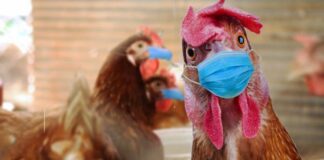 ABD: KUŞ GRİBİ VAKALARI TAVAN YAPTI