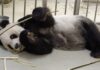 ÇİN -TAYVAN İLİŞKİLERİNİ YUMUŞATMAK İÇİN NİHAYET BİR ARABULUCU BULUNDU: PANDA TUAN TUAN!