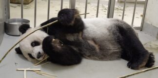 ÇİN -TAYVAN İLİŞKİLERİNİ YUMUŞATMAK İÇİN NİHAYET BİR ARABULUCU BULUNDU: PANDA TUAN TUAN!