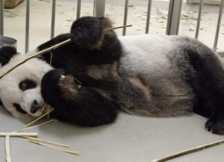 ÇİN -TAYVAN İLİŞKİLERİNİ YUMUŞATMAK İÇİN NİHAYET BİR ARABULUCU BULUNDU: PANDA TUAN TUAN!