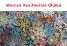 İKLİM DEĞİŞİKLİĞİNİN YARATTIĞI FELAKET; MERCAN RESİFLERİ YOK OLUYOR!