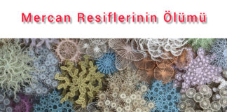 İKLİM DEĞİŞİKLİĞİNİN YARATTIĞI FELAKET; MERCAN RESİFLERİ YOK OLUYOR!