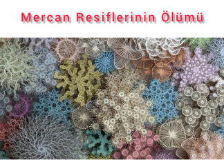 İKLİM DEĞİŞİKLİĞİNİN YARATTIĞI FELAKET; MERCAN RESİFLERİ YOK OLUYOR!