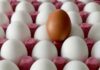 Yumurtaya yeni zam; 1 yumurta 2,53 TL.