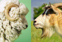 BİR AVUÇ TUZ İÇİN; KEÇİ – KOYUN SAVAŞI ‘ZİRVEDE’!