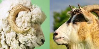 BİR AVUÇ TUZ İÇİN; KEÇİ – KOYUN SAVAŞI ‘ZİRVEDE’!