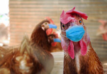 Denizli ve Afyon’da görüldü. Kuş gribi kabusu geri döndü!