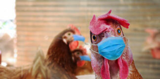 AVRUPA BU KADARINI İLK KEZ GÖRÜYOR: KUŞ GRİBİ SALGINI!