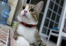 ‘Lokum’, 9 canlı deyimini kanıtladı. 7’nci kattan aşağı düştü, hayatta kalmayı başardı