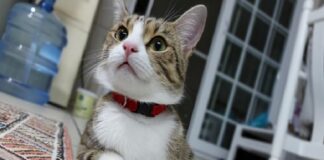 ‘Lokum’, 9 canlı deyimini kanıtladı. 7’nci kattan aşağı düştü, hayatta kalmayı başardı