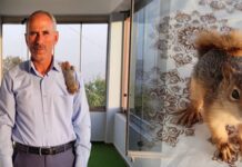 Muhtar ve yavru sincap Poyraz’ın kıskandıran dostluğu