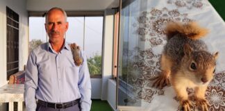 Muhtar ve yavru sincap Poyraz’ın kıskandıran dostluğu