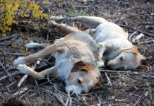 KARA YÜREKLİLER; EDİRNE’DE ÇOK SAYIDA HAYVANI ZEHİRLEYEREK ÖLDÜRDÜLER!