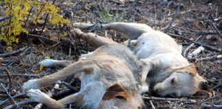 KARA YÜREKLİLER; EDİRNE’DE ÇOK SAYIDA HAYVANI ZEHİRLEYEREK ÖLDÜRDÜLER!