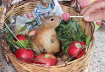 Boncuk, iyileşti, büyüdü, gidebilir ama gitmiyor! Tercihini, doğal yaşam alanı yerine hayatını kurtaran kişiye kullandı