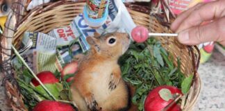 Boncuk, iyileşti, büyüdü, gidebilir ama gitmiyor! Tercihini, doğal yaşam alanı yerine hayatını kurtaran kişiye kullandı