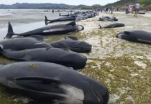 8 Ekim’de 215 balina ölmüştü. Yeni Zelanda’da karaya vuran 477 balina öldü!