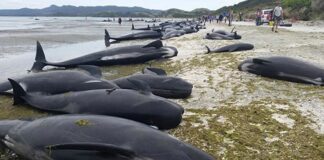 8 Ekim’de 215 balina ölmüştü. Yeni Zelanda’da karaya vuran 477 balina öldü!