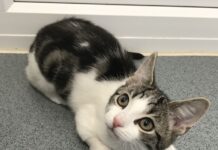 İngiltere’de cinsel organı olmadan dünyaya gelen yavru kedi için evlatlık gidecek yuva aranıyor