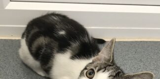 İngiltere’de cinsel organı olmadan dünyaya gelen yavru kedi için evlatlık gidecek yuva aranıyor