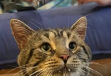 Depresif kedi Fishtoper, depresyondan çıkma yolunda ilk adımı attı: Artık bir yuvası var!