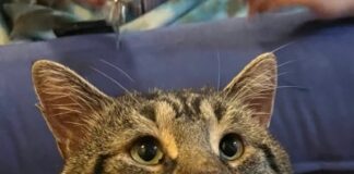 Depresif kedi Fishtoper, depresyondan çıkma yolunda ilk adımı attı: Artık bir yuvası var!