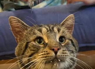 Depresif kedi Fishtoper, depresyondan çıkma yolunda ilk adımı attı: Artık bir yuvası var!
