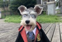 📷California’da evcil hayvanlara özel Cadılar Bayramı etkinliği!