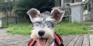 📷California’da evcil hayvanlara özel Cadılar Bayramı etkinliği!