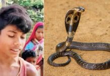 ‘İnsan köpeği ısırırsa haber olur’ misali kobrayı ısırarak öldürdü!