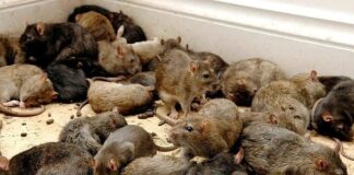 Hindistan’ın esrarkeş fareleri! Polis, kayıp 440 kilo esrarı farelerin yediğini söyledi.