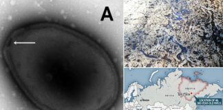 Kurgu bilim değil: Canlandırılan 50 bin yıllık virüslerin bulaşıcı özelliklerini korudukları anlaşıldı!