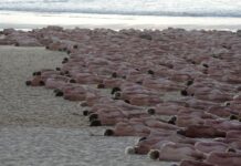 📽️Avustralya’da yüzlerce çıplak , kanser farkındalığı İçin plajda buluştu