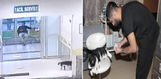 Kedi ‘Davşo’, kırık için Bitlis devlet hastanesine gitti, tedavisini yaptırdı, kontrollerini de ihmal etmedi!