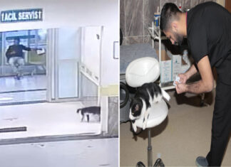 Kedi ‘Davşo’, kırık için Bitlis devlet hastanesine gitti, tedavisini yaptırdı, kontrollerini de ihmal etmedi!