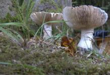 Önce eşi, şimdi kendisi; İstanbul’da zehirli mantardan hayatını kaybetti!