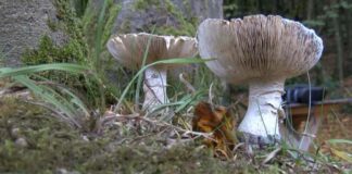 Önce eşi, şimdi kendisi; İstanbul’da zehirli mantardan hayatını kaybetti!