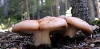 İstanbul, Ordu, Düzce… Zehirli mantardan hayatını kaybedenlerin sayısı 4’e yükseldi