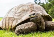 2 Dünya Savaşı, 25 ABD başkanı yaşamış Dünyanın en yaşlı kaplumbağası Jonathan 190 yaşına girdi