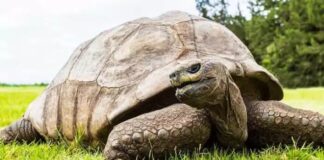 2 Dünya Savaşı, 25 ABD başkanı yaşamış Dünyanın en yaşlı kaplumbağası Jonathan 190 yaşına girdi