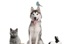 Evcil hayvanların bu ayın ( 31 Aralık) sonuna dek kimliklendirilmesi gerekiyor.