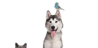 Evcil hayvanların bu ayın ( 31 Aralık) sonuna dek kimliklendirilmesi gerekiyor.